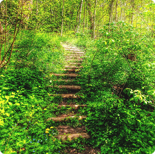Forest Trails