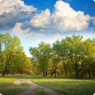 Sunny Meadow Park